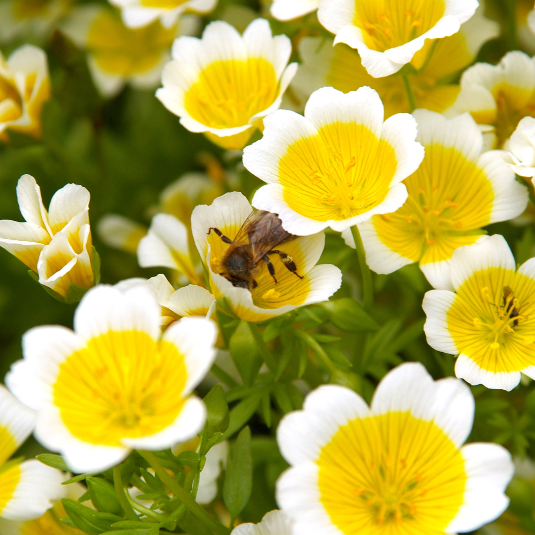 Meadowfoam Seed Oil, Nature’s Moisture Lock