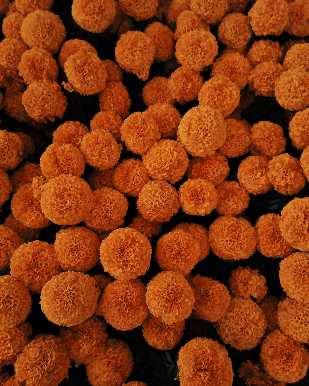 Marigold Extract: Petal Power