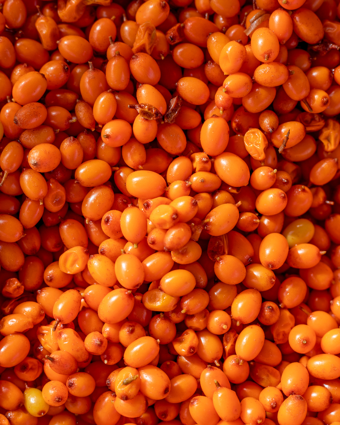 Sea Buckthorn Oil: A Super-Berry For Your Skin