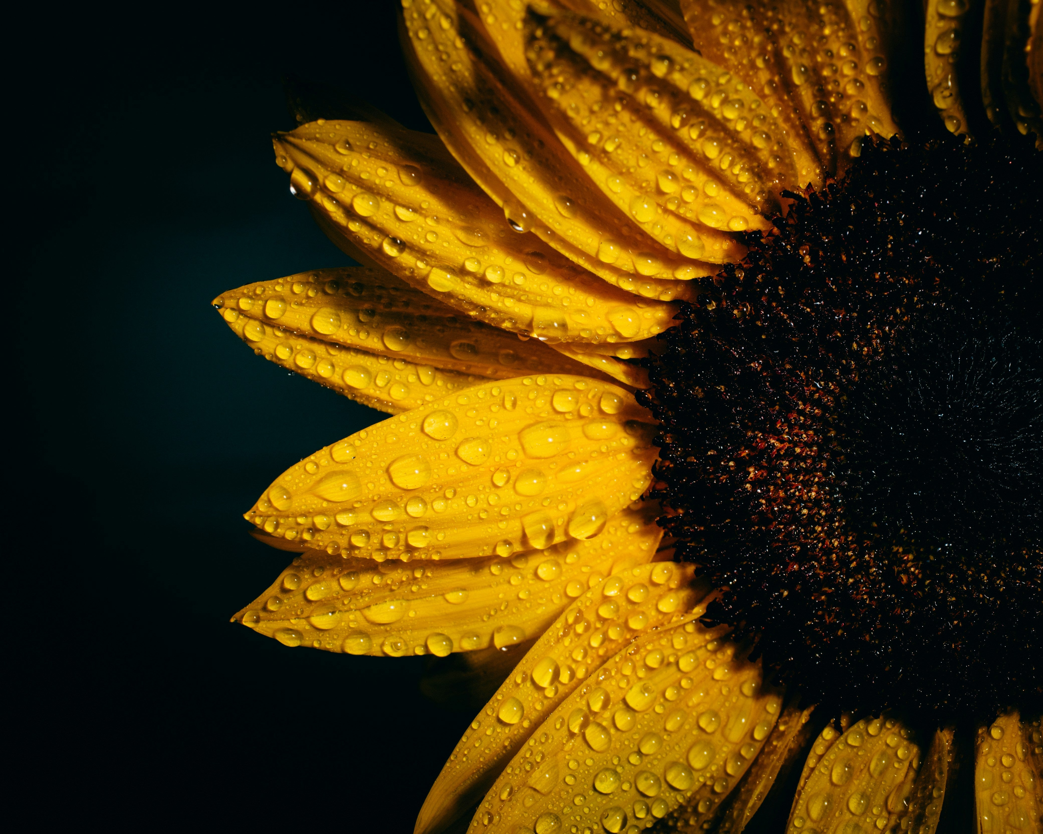 Sunflower Seed Oil: A Burst of Sunshine for Your Skin